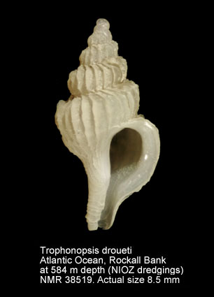 Trophonopsis droueti (3).jpg - Trophonopsis droueti(Dautzenberg,1889)